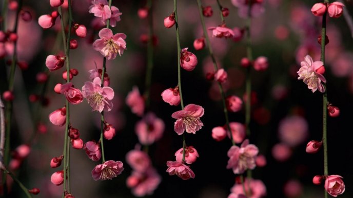 Pink flowers - Beautiful spring season blossom trees