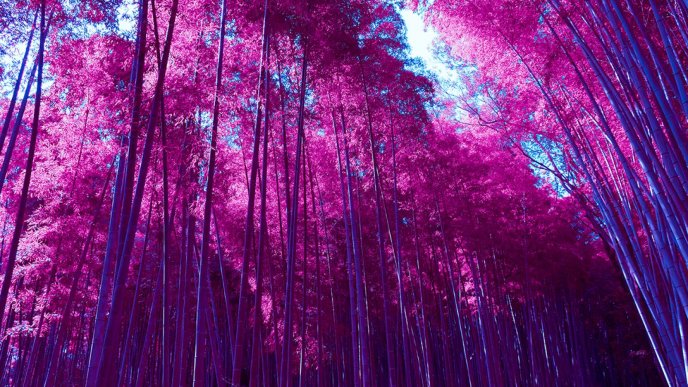 Wonderful pink forest - Nature landscape