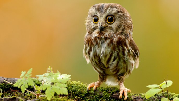 Beautiful little owl bird alone on a branch - HD wallpaper