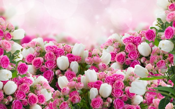 Wonderful pink roses and white tulips - Spring in a bouquet