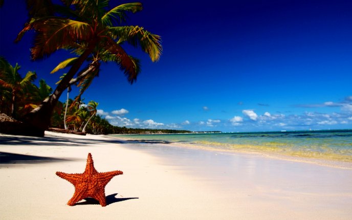 Big Orange starfish in the golden sand - Beach palm