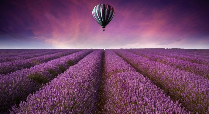 Wonderful purple Lavender field and a hot air balloon fly