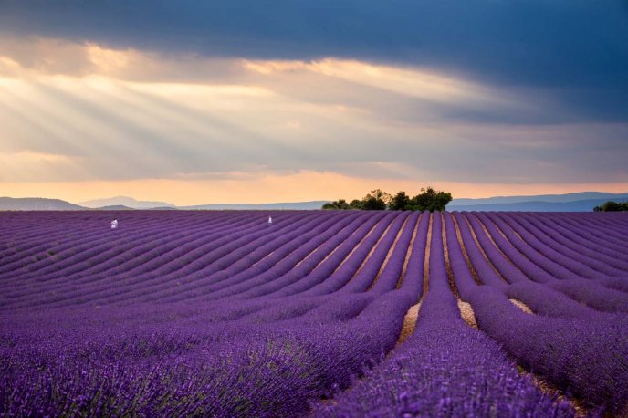 Wonderful purple Lavender field - HD wallpaper