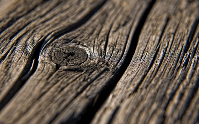 Wonderful macro wood HD wallpaper - tree life