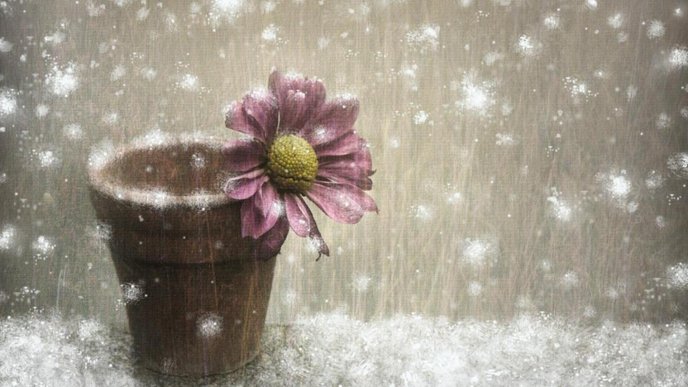 Artistic design flower in a vase -HD wallpaper winter season