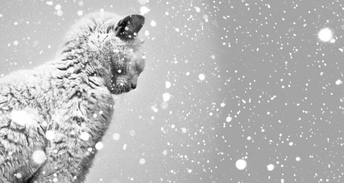 Sweet gray cat in the white fluffy snow -HD wallpaper winter