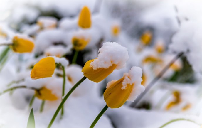 Yellow tulips covered with white snow - HD wallpaper