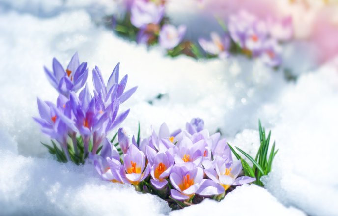 Wonderful purple spring flowers in the snow - HD wallpaper