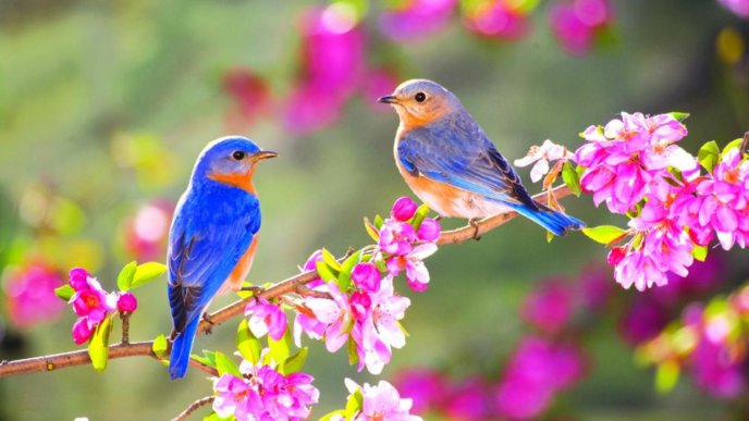 Two blue birds on a blossom branch of tree - Spring season