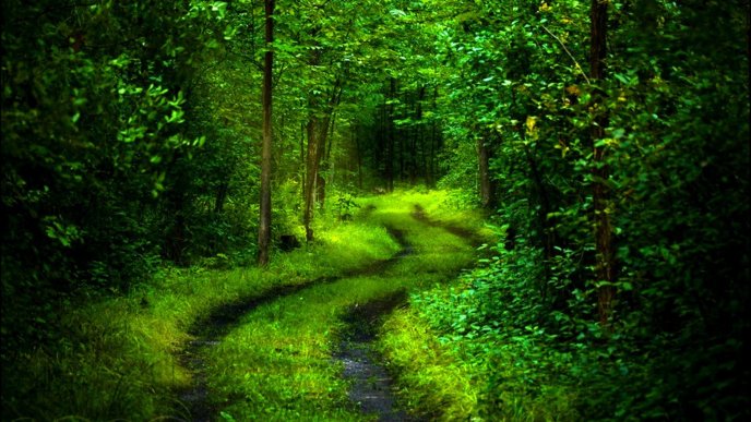 Green old path in the forest - Bicycle and car walk