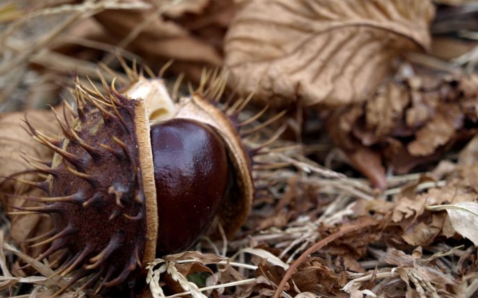 Chestnuts - autumn fruits