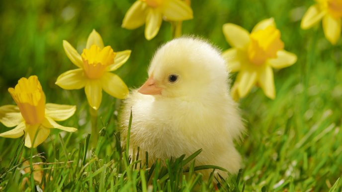 Little yellow duck near flowers - HD wallpaper spring time