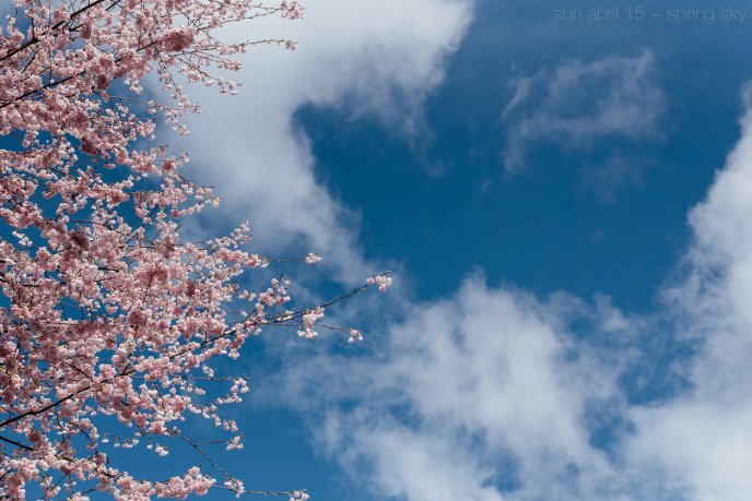 White clouds in a beautiful spring day - Cherry blossom tree