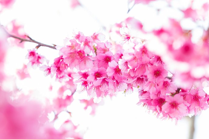 Macro pink color - pink blossom flowers - HD wallpaper