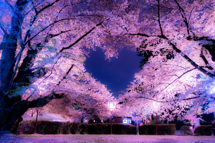 Sky heart blossom tree - Love is in the air