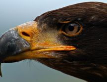 Eagle's Beak