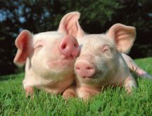 Pigs love