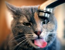 cat drinking tap water 