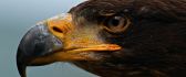 Eagle's Beak