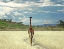 Lonely giraffe