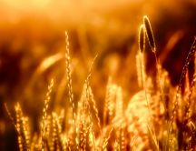 Golden ear of wheat