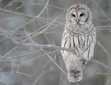 White owl on a tree branch