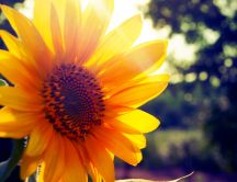 Sunflower sunlight
