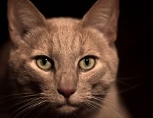 Serious brown cat close up