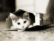 Little kitty hiding in a cereal box
