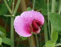 Pink pea flower