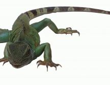 Iguana close-up