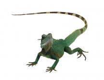Iguana posing sexy