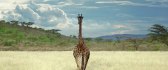 Lonely giraffe