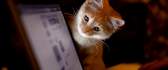 Cat navigating on the internet