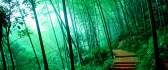 Bamboo forest