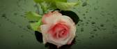Beautiful white and pink rose