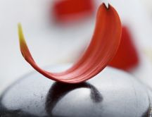 Red petal on a black stone