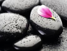 Pink petal on a wet black stone