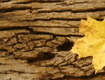 A yellow leaf on a tree bark