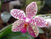 Beautiful orchid - white petals with pink shapes