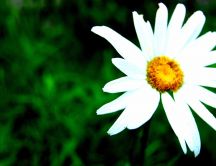 A beautiful white daisy flower