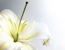 White flower with a big green pistil