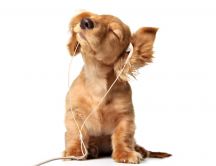 Sweet puppy listening to music with headphones