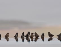 Family of sparrows - HD wallpaper