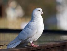 White dove - HD wallpaper