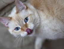 Cat touching its nose with its tongue