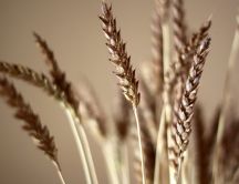 Ear of wheat - blurry, HD wallpaper