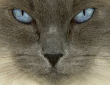Sweet blue eyed cat and gray face close up