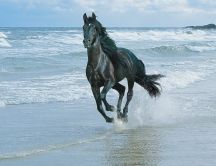 A black horse running on the beach