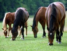 Horses grazing on a field